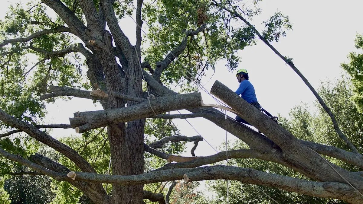 Professional Hazardous Tree Removal performed by certified arborists in Hallwood