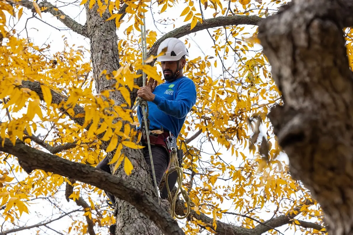 Skilled Tree Pruning crew working in Hallwood